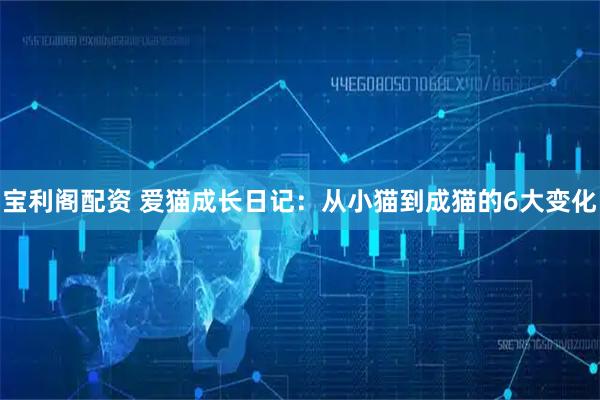 宝利阁配资 爱猫成长日记：从小猫到成猫的6大变化